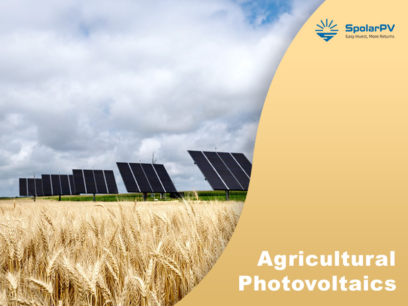 Un estudio holandés favorece la agrovoltaica vertical; Tendencias de paneles solares avanzados de SpolarPV